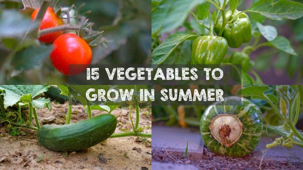 Summer Vegetables to Grow