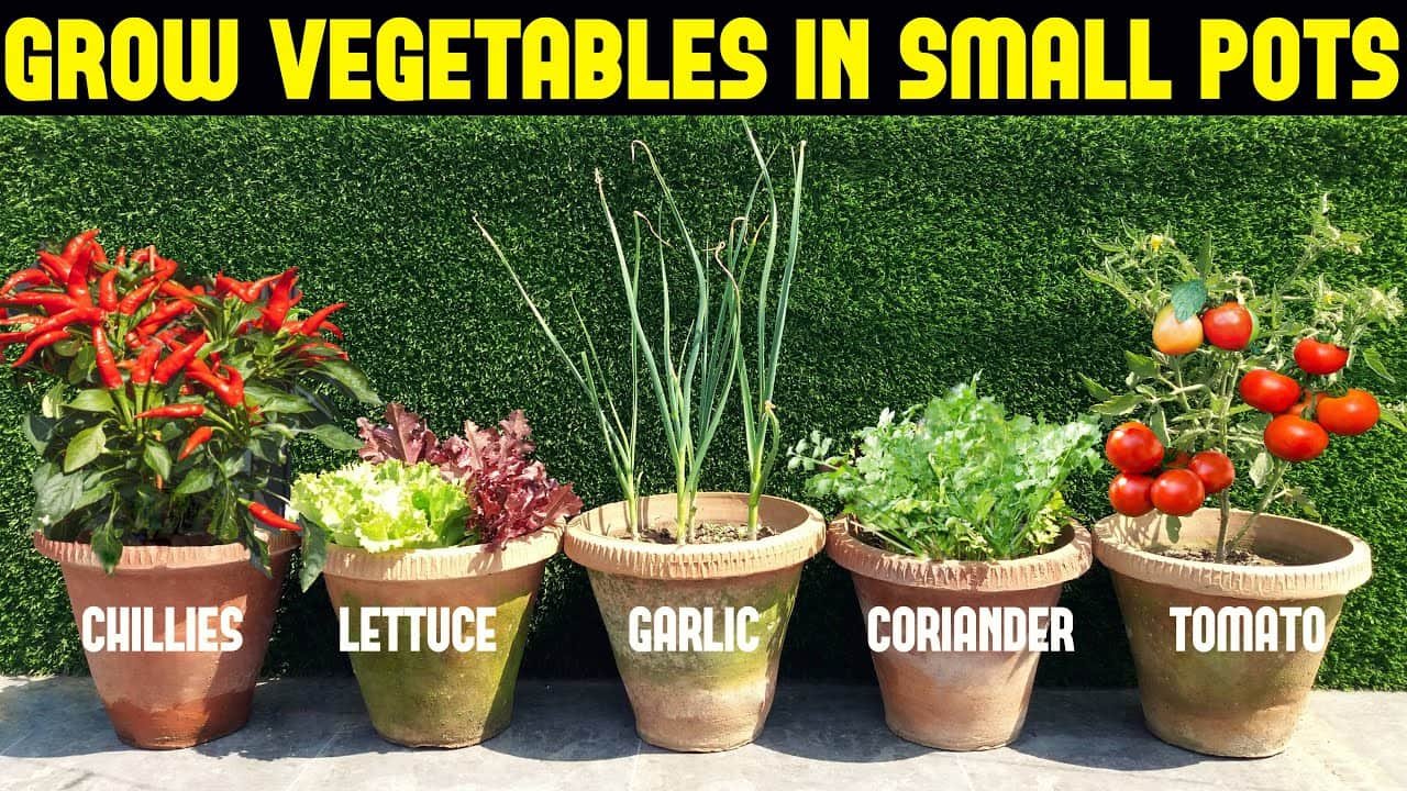 Vegetables to Grow in Pots