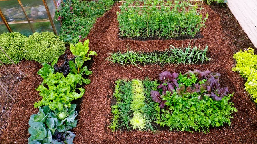 Winter Vegetables to Grow